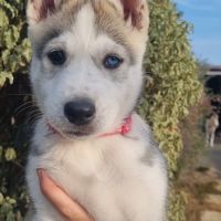 Chiots huskys lof lignée sportive #4