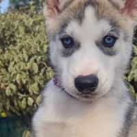 Chiots huskys lof lignée sportive #5