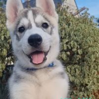 Chiots huskys lof lignée sportive #6