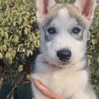 Chiots huskys lof lignée sportive #7