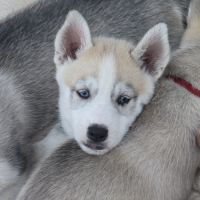 Chiots huskys lof lignée sportive #9