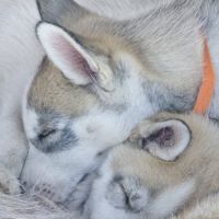 Chiots huskys lof lignée sportive #10
