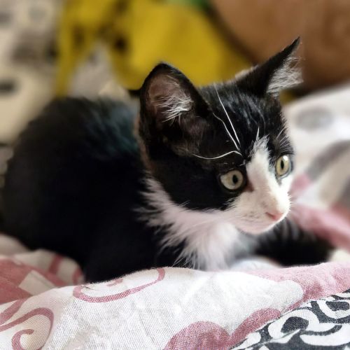 Mochi, une petite chatte très courageuse #2