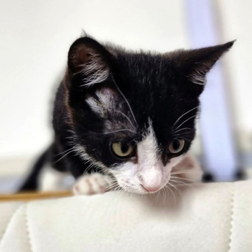 Mochi, une petite chatte très courageuse #3
