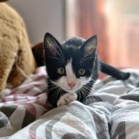 Mochi, une petite chatte très courageuse