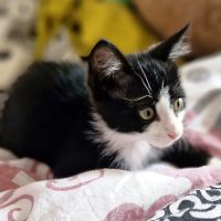 Mochi, une petite chatte très courageuse #2