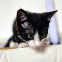 Mochi, une petite chatte très courageuse #3