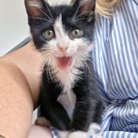 Mochi, une petite chatte très courageuse #4