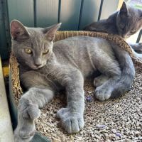 Grizzli et nougat #2