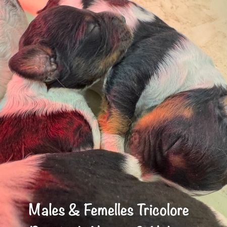 Males & femelles epagneul bretons tricolore lof #1