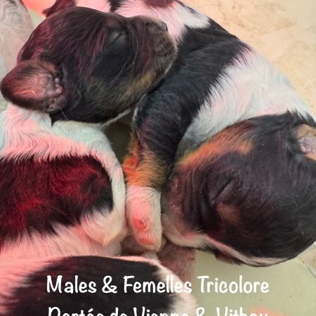 Males & femelles epagneul bretons tricolore lof #0