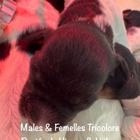 Males & femelles epagneul bretons tricolore lof #3