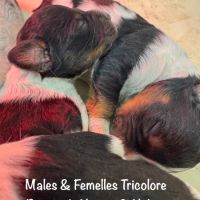 Males & femelles epagneul bretons tricolore lof #1