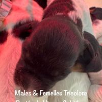 Males & femelles epagneul bretons tricolore lof #3