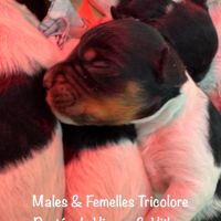 Males & femelles epagneul bretons tricolore lof #4