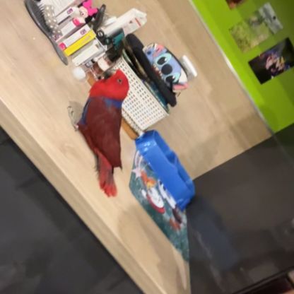 Vend oiseaux #2