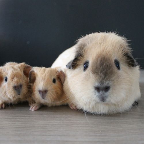 Bébés cochons d'inde à adopter #0