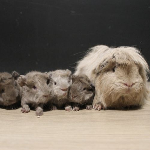 Bébés cochons d'inde à adopter #2