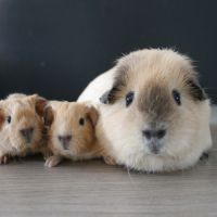 Bébés cochons d'inde à adopter
