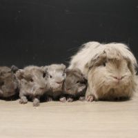 Bébés cochons d'inde à adopter #2