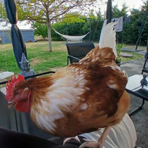 Coq agressif à donner #4