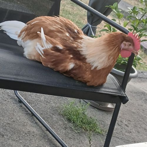 Coq agressif à donner #5