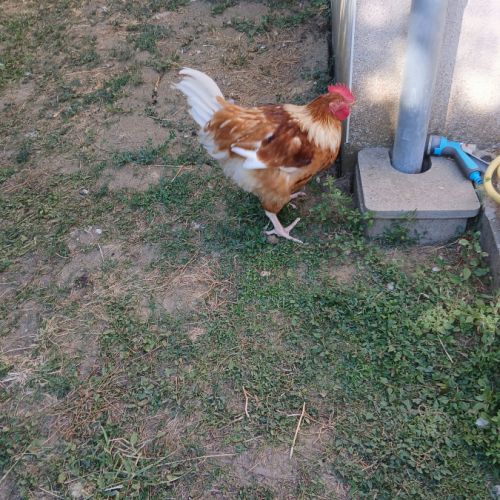 Coq agressif à donner #6