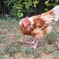 Coq agressif à donner #1