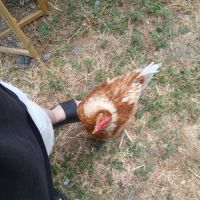 Coq agressif à donner #2