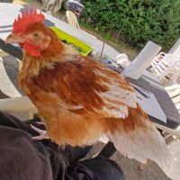 Coq agressif à donner