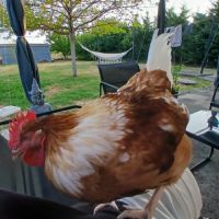 Coq agressif à donner #4