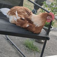 Coq agressif à donner #5