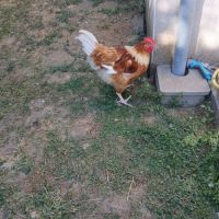 Coq agressif à donner #6