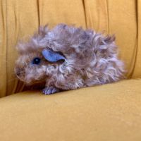 Pépin mâle lunkarya #2