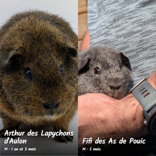 Cochons d'inde rex. #1