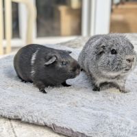 Cochons d'inde rex.