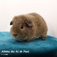 Cochons d'inde rex. #2