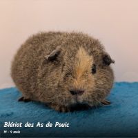 Cochons d'inde rex. #3