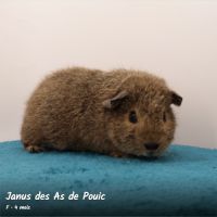 Cochons d'inde rex. #4