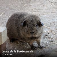 Cochons d'inde rex. #6