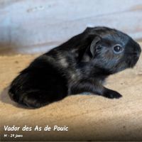 Cochons d'inde rex. #8