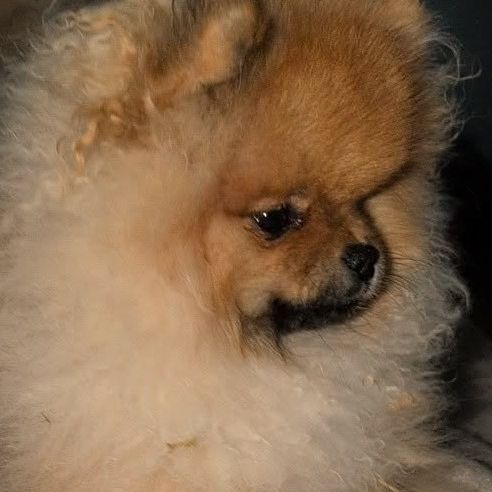 Superbe mâle spitz nain #0