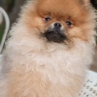 Superbe mâle spitz nain #2
