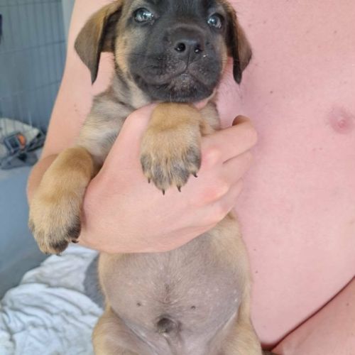 Aldo, le chiot #5