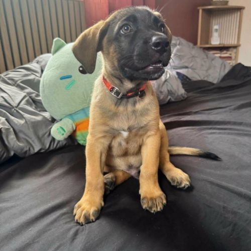 Aldo, le chiot #8