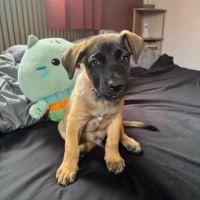 Aldo, le chiot #3