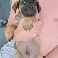 Aldo, le chiot #5