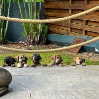 Aldo, le chiot #7