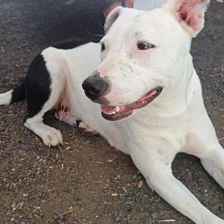 Rita, 20 mois, à l'adoption #4