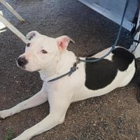 Rita, 20 mois, à l'adoption